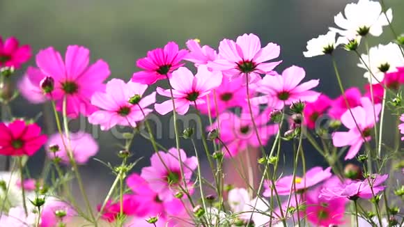 场的粉色花朵高清1080P视频的预览图