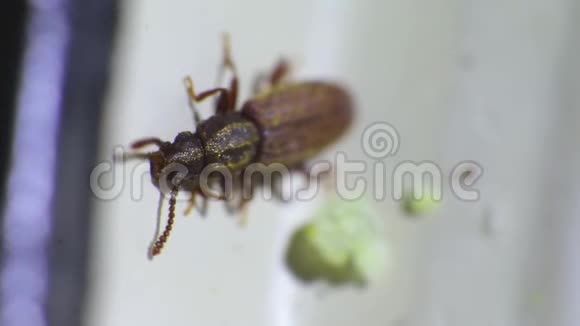 商人粮甲虫在白色背景视图从侧面Oryzaephilus视频的预览图