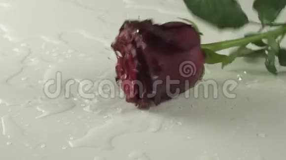 白底红玫瑰落水慢镜头视频的预览图
