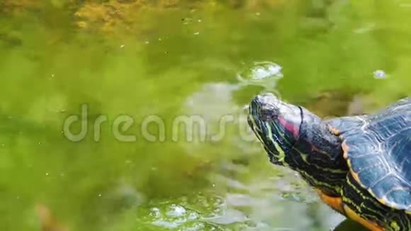 乌龟视频的预览图