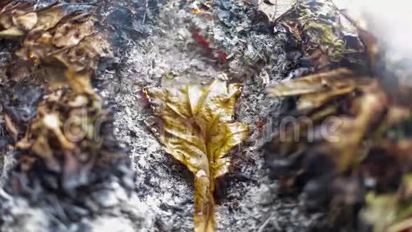 秋天在一大堆树叶和树枝的灰烬中燃烧的橡树叶的时间推移视频4k3840像素24fps视频的预览图