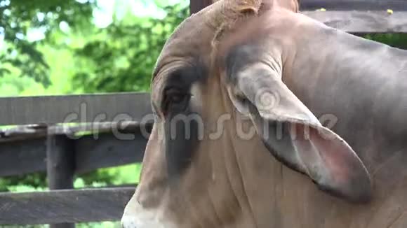 泽布牛牛公牛农场动物视频的预览图