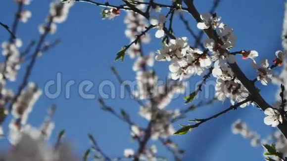 杏枝花视频春天阳光眩光自然景观视频的预览图