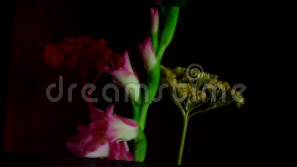 粉红色的海棠花田盛开的花朵视频的预览图