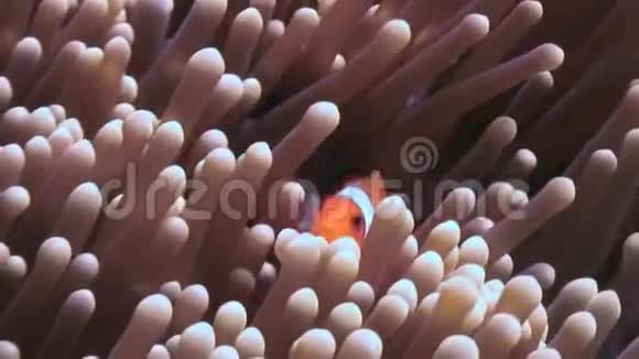 菲律宾野生动物海洋中的海葵和小丑鱼视频的预览图