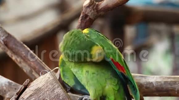 巴拿马黄头亚马逊鹦鹉视频的预览图