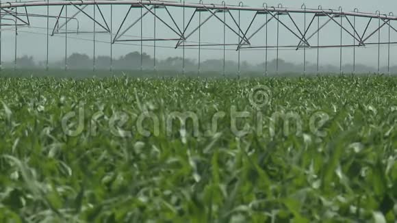 在夏日的阳光下玉米成熟的农田视频的预览图