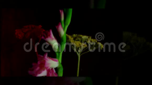 粉红色的海棠花田盛开的花朵视频的预览图