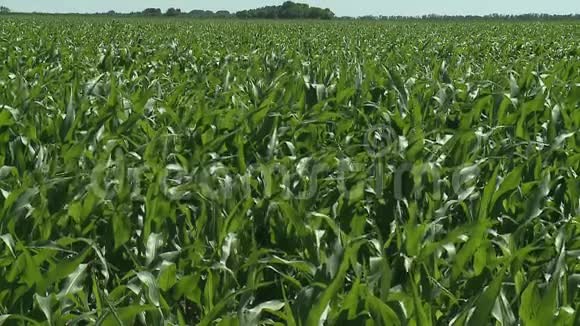 在夏日的阳光下玉米成熟的农田视频的预览图
