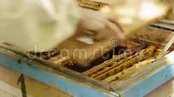 养蜂人用蜂窝工作视频的预览图
