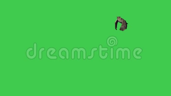 飞行伟大的美国霍恩猫头鹰在绿色屏幕上为您的各种定制介绍标题和场景作文视频的预览图