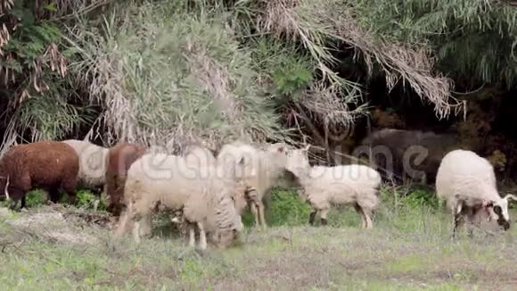 在地中海草地上放牧的羊群视频的预览图