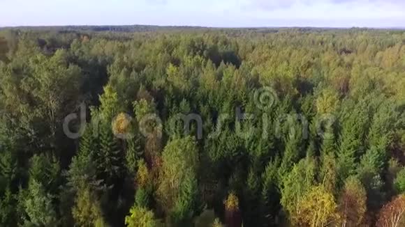 森林的无人视野视频的预览图