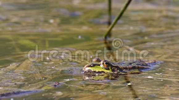 池塘上的绿沼蛙欧洲野生动物视频的预览图