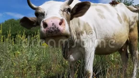 美丽的灰色和白色的牛在草地上放牧在天空背景上闻到相机的味道慢动作视频的预览图
