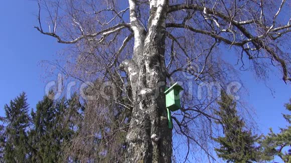 春天桦树上的木梯视频的预览图