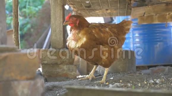 红发农场鸟鸡在院子里的宠物慢动作视频视频的预览图
