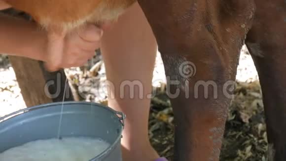挤奶女工用手挤奶雌性的手在牧场上挤压奶牛的乳房有泡沫的新鲜牛奶视频的预览图
