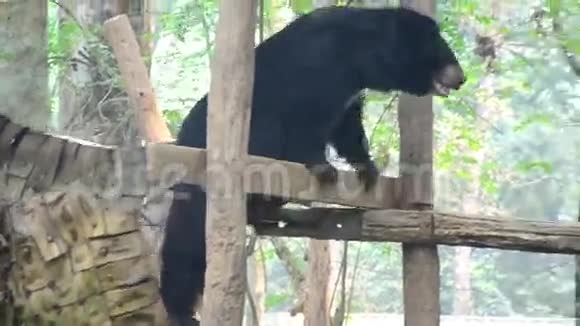 亚洲黑熊在森林里活动视频的预览图