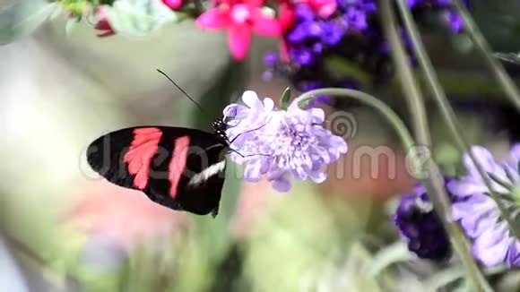 吃花蜜的蝴蝶视频的预览图
