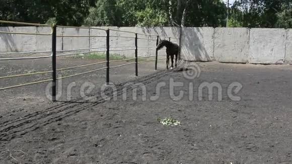 黑色野马在围场周围奔跑视频的预览图