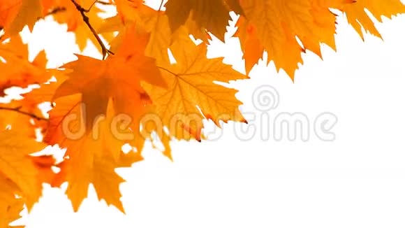 红秋叶在风中摇曳视频的预览图