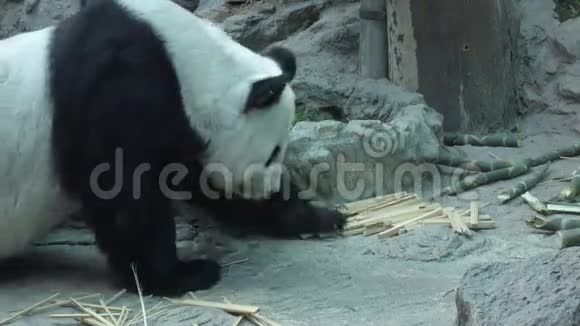 有趣的大熊猫吃竹子视频的预览图