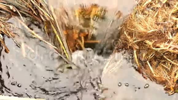在脏水里漩涡气泡在古老的棕色草柄之间流入溪流气味难闻视频的预览图