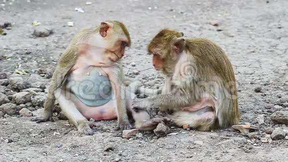 泰国猴子休息视频的预览图