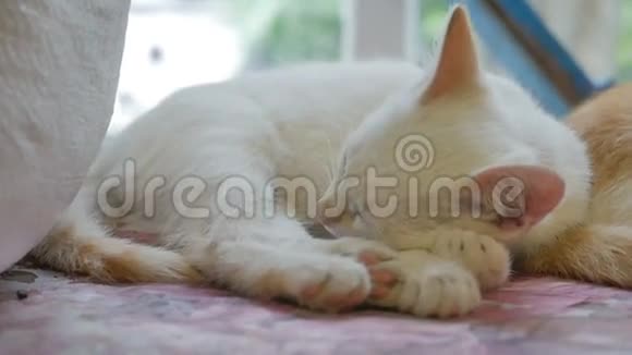 可爱的白色小猫睡在桌子上慢动作视频视频的预览图