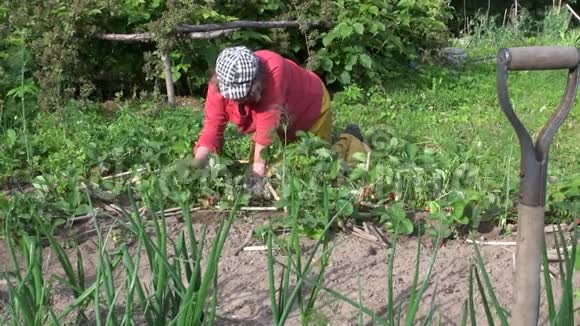 高级农民奶奶除草草莓植物视频的预览图