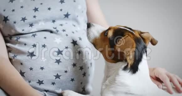 孕妇和她的狗视频的预览图