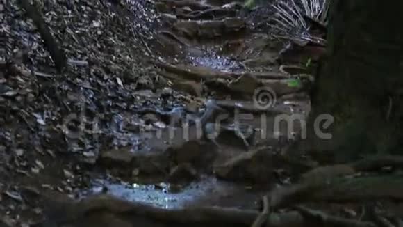 瓦莱德马伊自然保护区的旅游小径视频的预览图