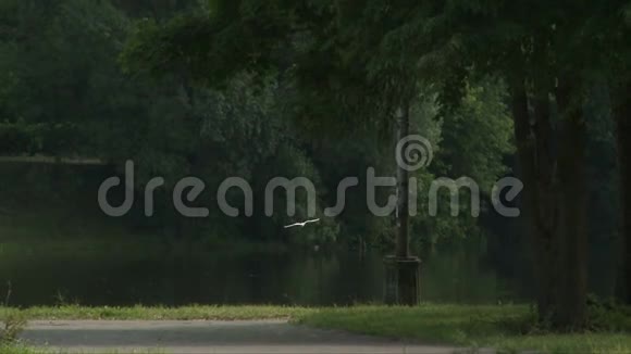 湖在夏季城市公园观景视频的预览图