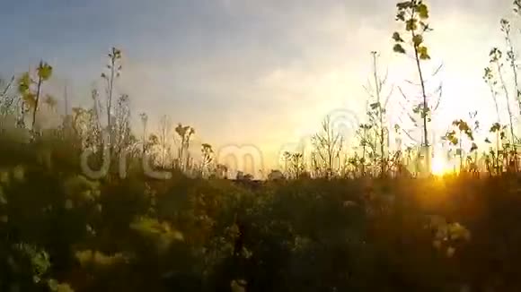 日落时分黄色油菜花田视频的预览图