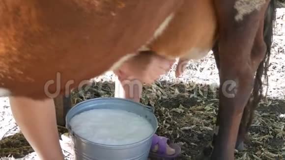 挤奶女工用手挤奶雌性的手在牧场上挤压奶牛的乳房有泡沫的新鲜牛奶视频的预览图