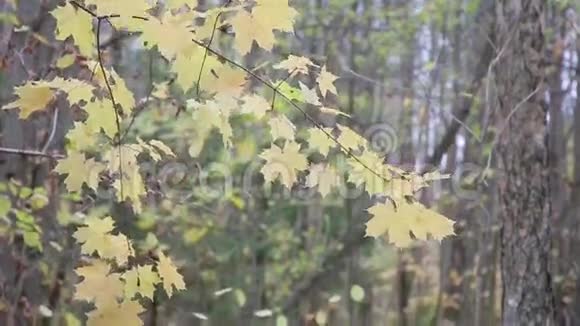 阴天的秋林视频的预览图