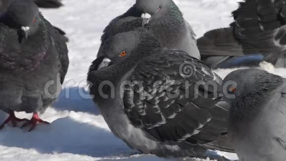 雀鸟折起凌乱的羽毛很冷的沐浴在霜冻的特写中视频的预览图