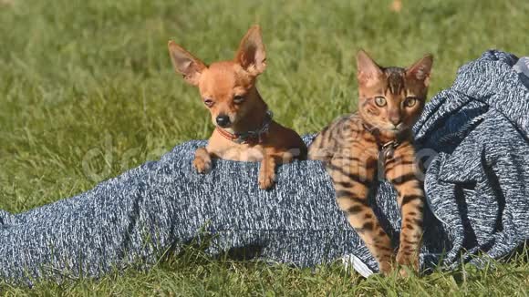 猫和狗玩具小猎犬和孟加拉猫视频的预览图