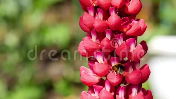 红羽扇豆花上的大黄蜂视频的预览图