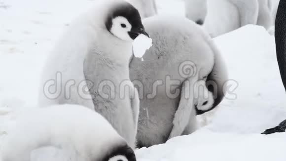 在南极洲的冰面上企鹅皇帝的雏鸟阿普托迪特福斯特里视频的预览图