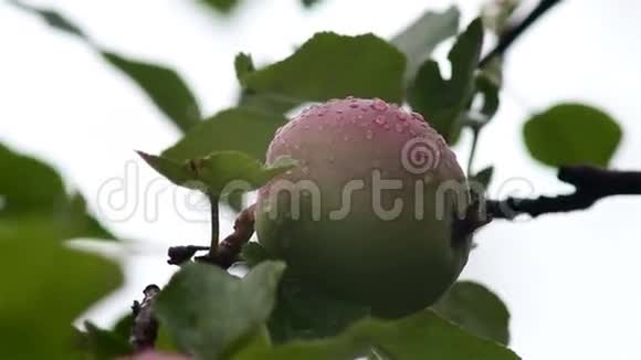 夏雨后苹果树树枝上的鲜红色苹果视频的预览图