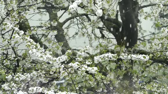 樱花带落雪视频的预览图