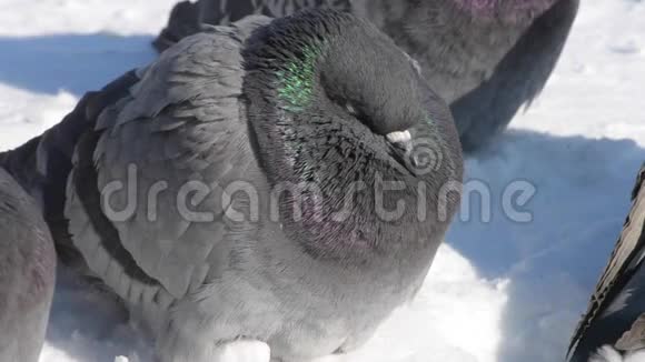 雀鸟折起凌乱的羽毛很冷的沐浴在霜冻的特写中视频的预览图