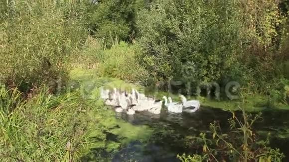 在河上游泳的家鹅飞行视频的预览图
