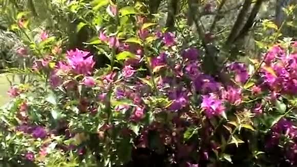 盛开的澳大利亚植物视频的预览图