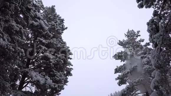 白色蓬松的雪落在森林里喜庆的心情针叶树被雪覆盖视频的预览图