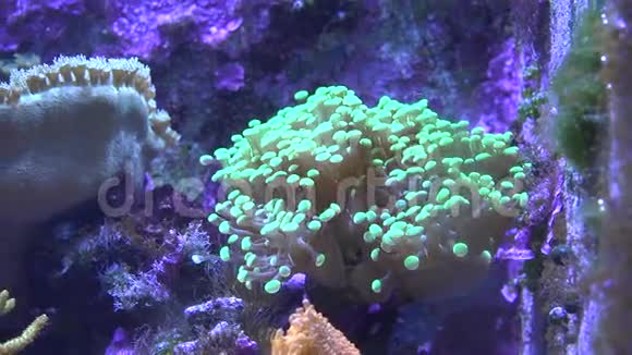 美丽的热带软珊瑚礁4K超高清超高清视频的预览图