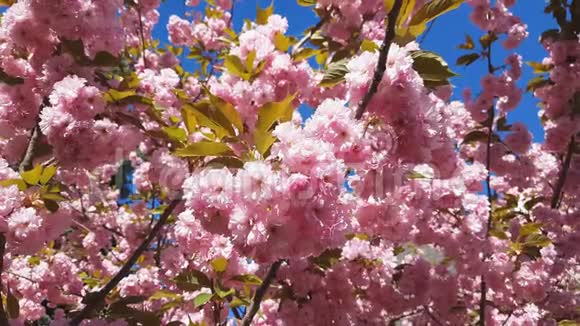 在粉红背景的春天季节关闭樱花枝樱花视频的预览图