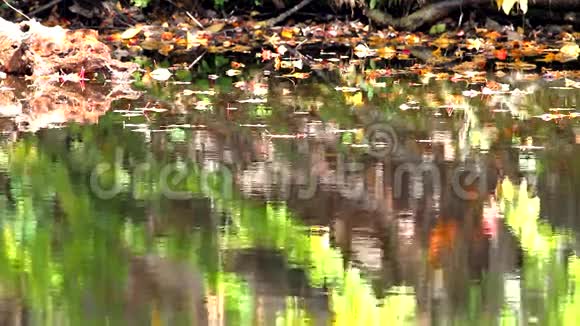 落叶漂浮在水面上视频的预览图